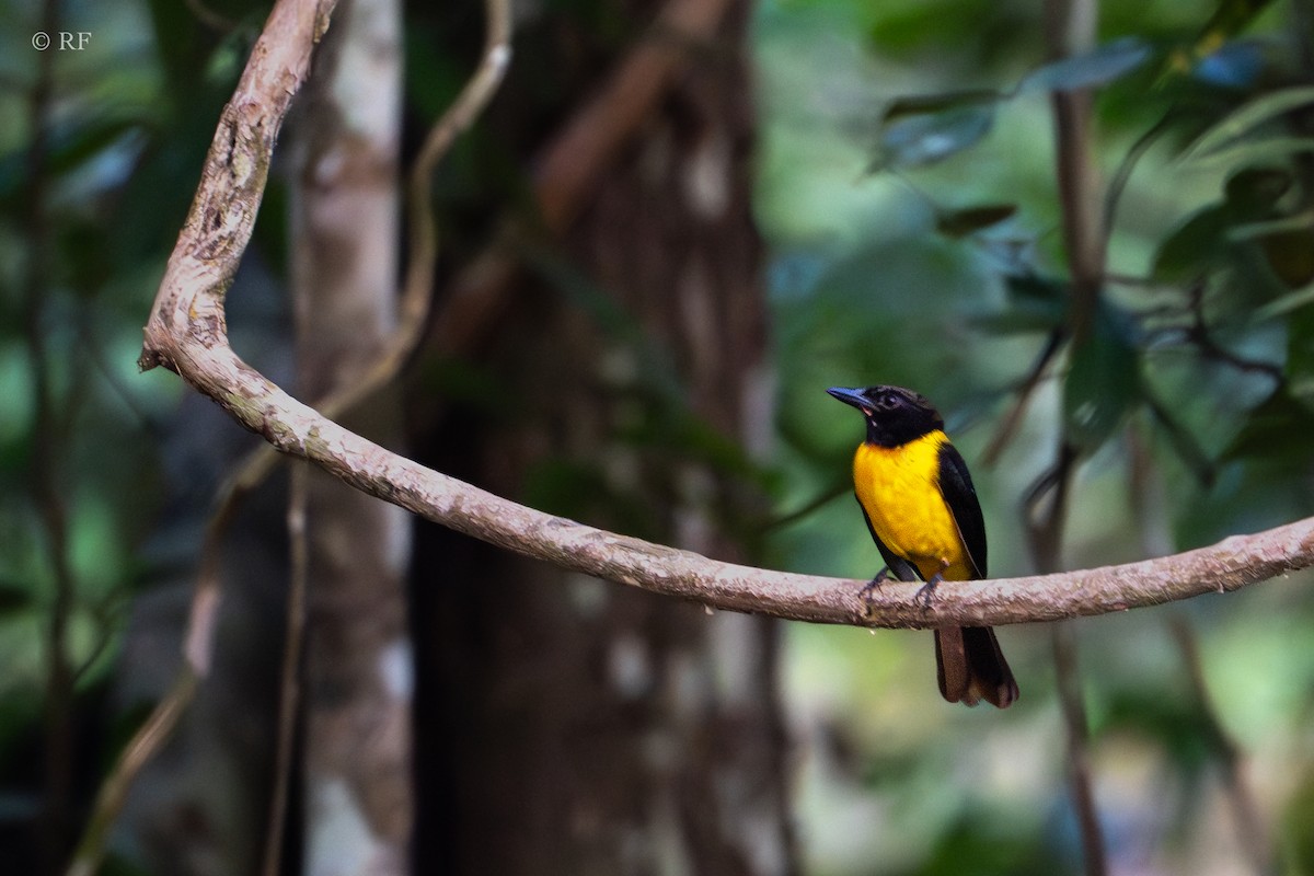 Black-throated Shrike-Tanager - ML616766390