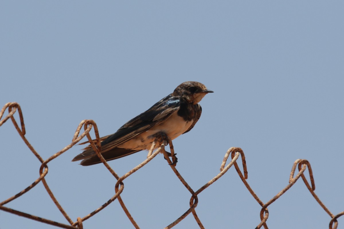 Barn Swallow - ML616766439