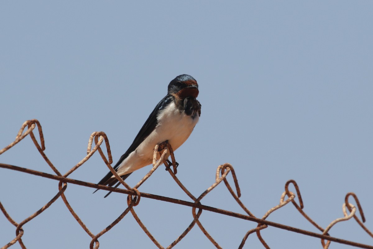 Barn Swallow - ML616766440