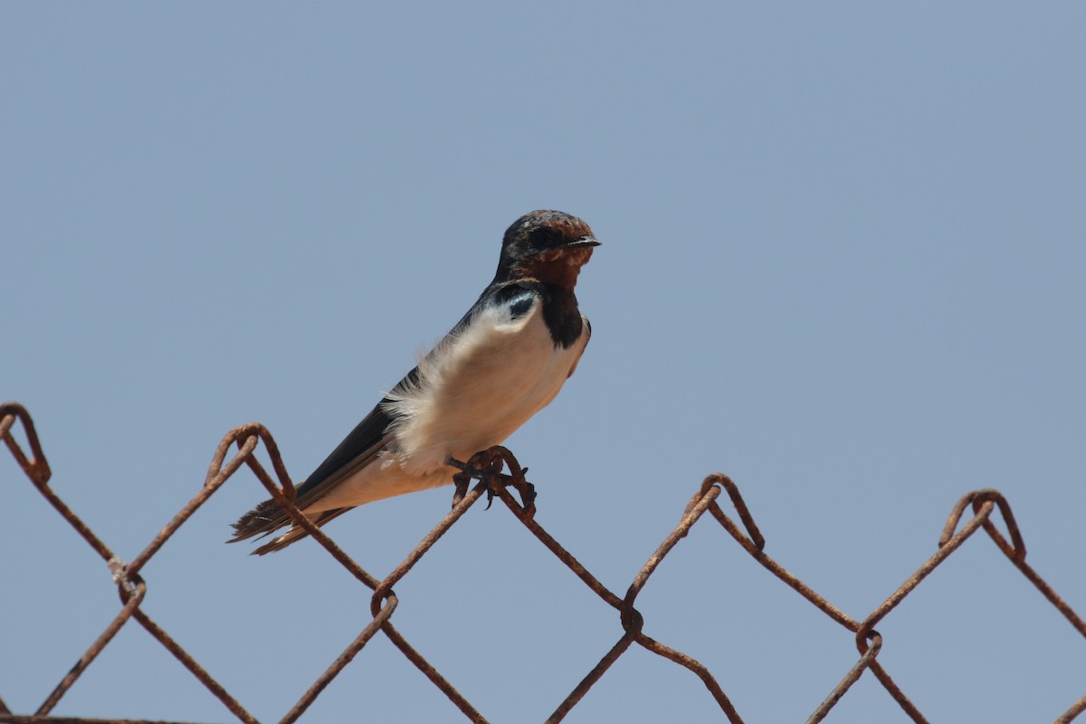 Barn Swallow - ML616766441