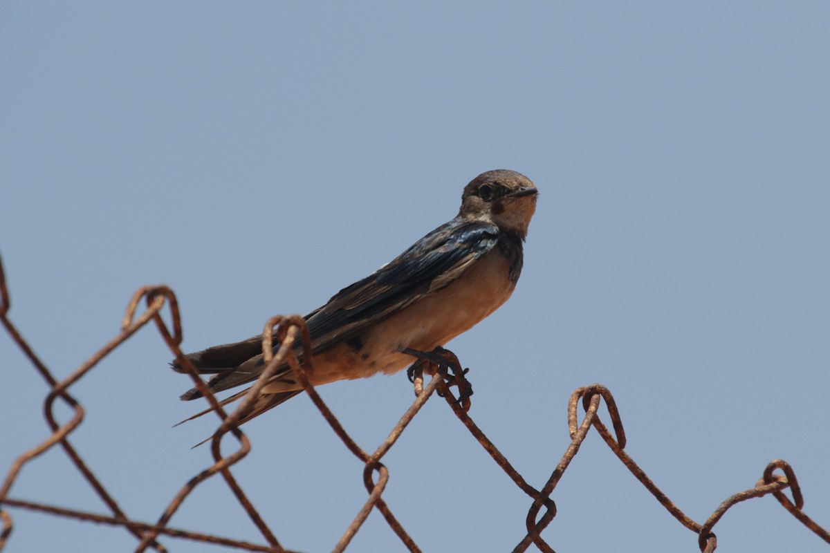 Barn Swallow - ML616766442