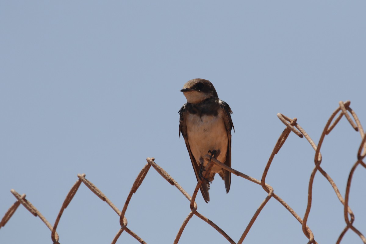 Barn Swallow - ML616766443