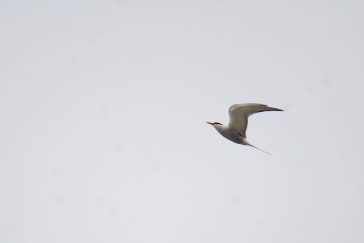 Common Tern - ML616766444