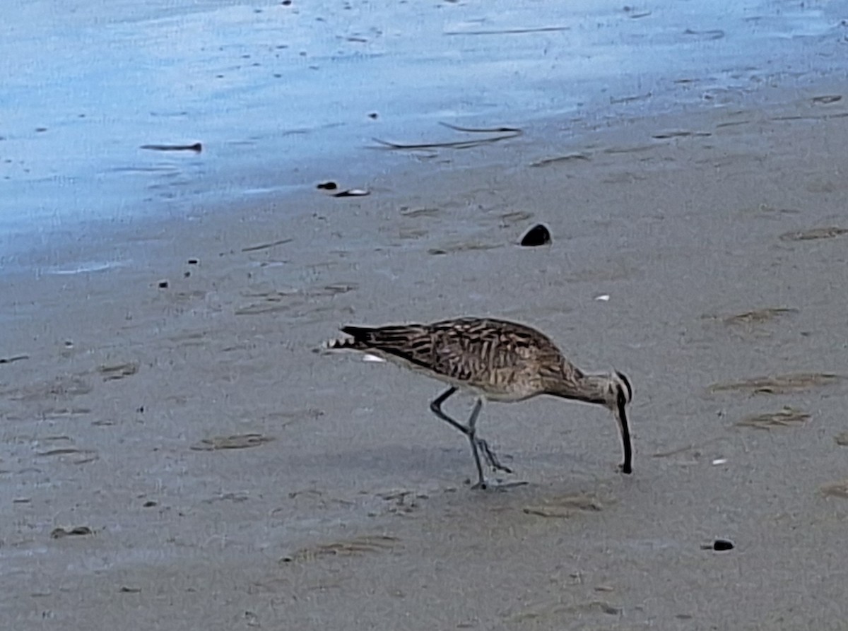 Whimbrel - Dawn Garcia