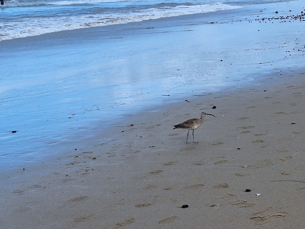 Whimbrel - Dawn Garcia