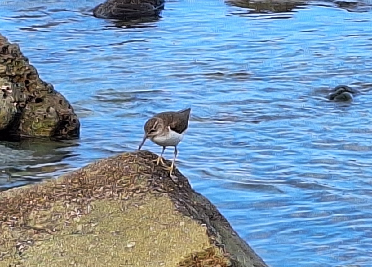 Spotted Sandpiper - Dawn Garcia