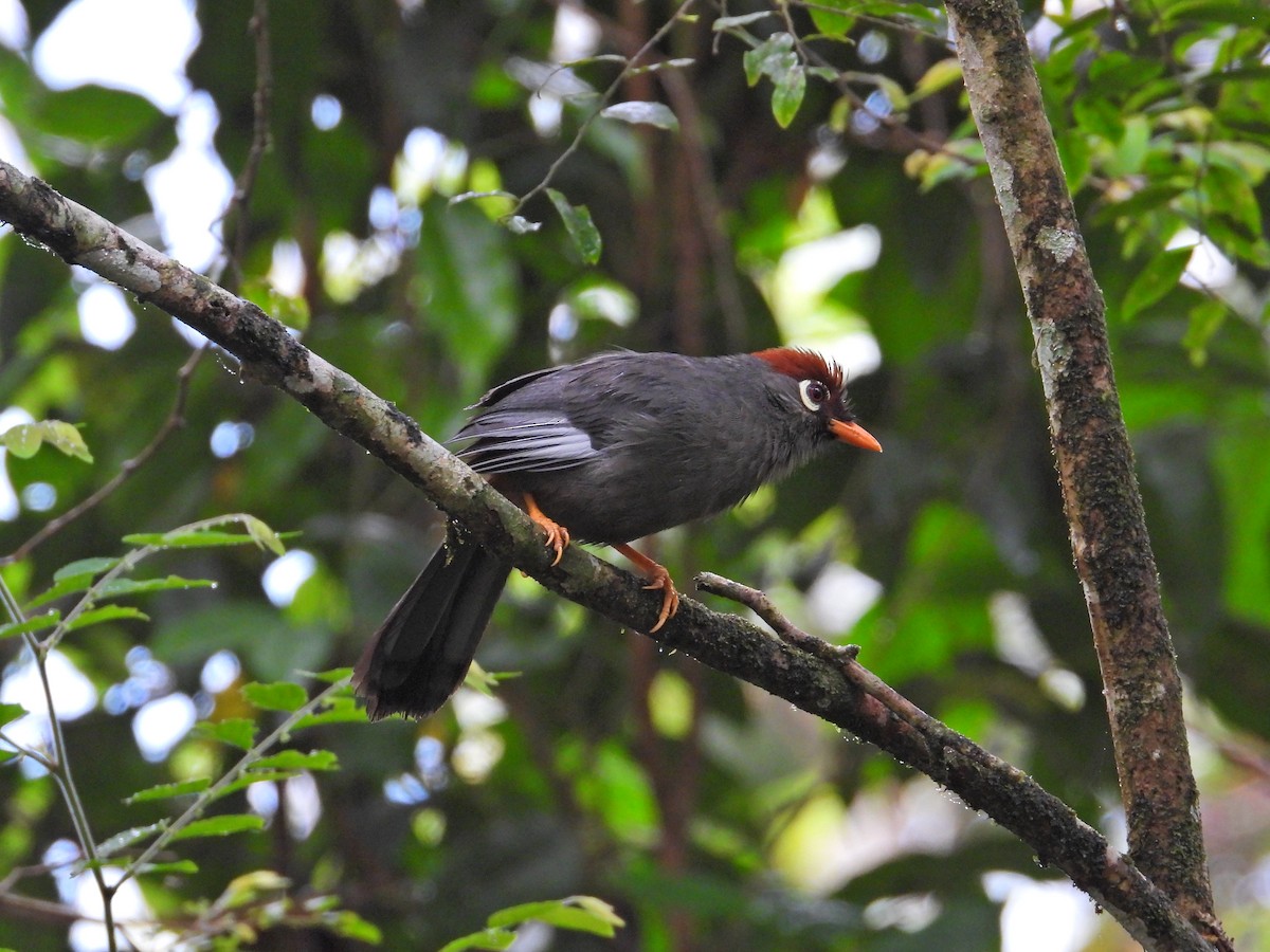 Chestnut-capped Laughingthrush - Nick 6978