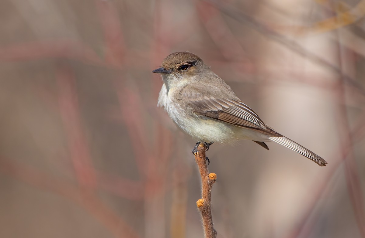 Eastern Phoebe - ML616766474