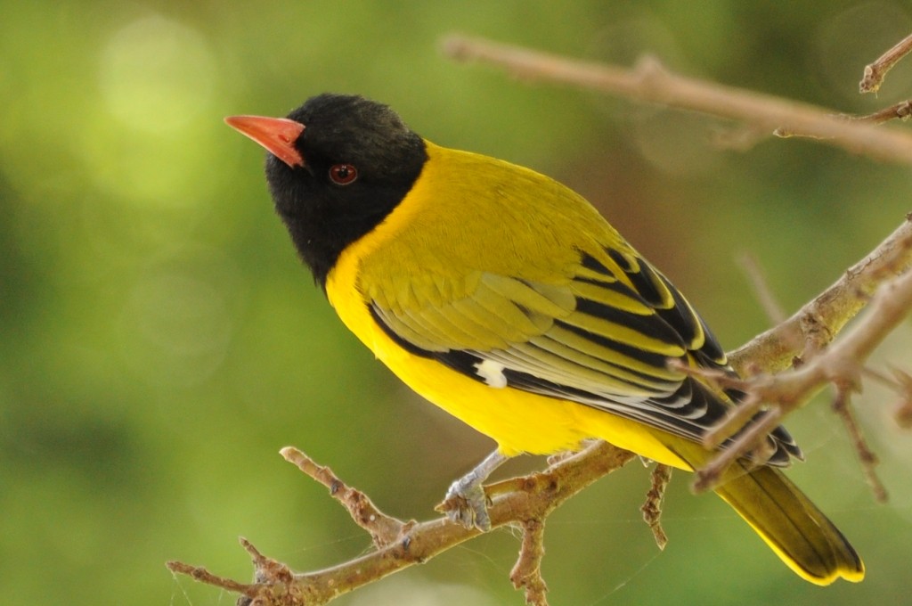 African Black-headed Oriole - ML616766485