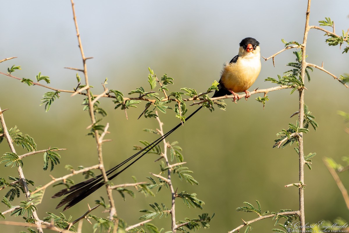 Shaft-tailed Whydah - Gerhard Engelbrecht