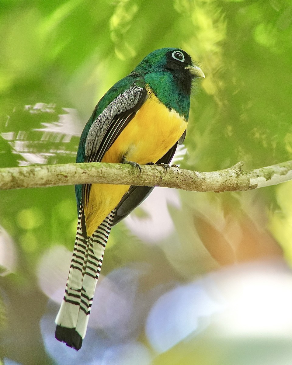 Northern Black-throated Trogon - Werner Eberhard