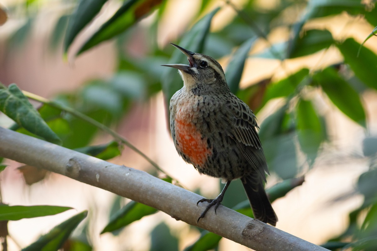 Long-tailed Meadowlark - Ariel Cabrera Foix