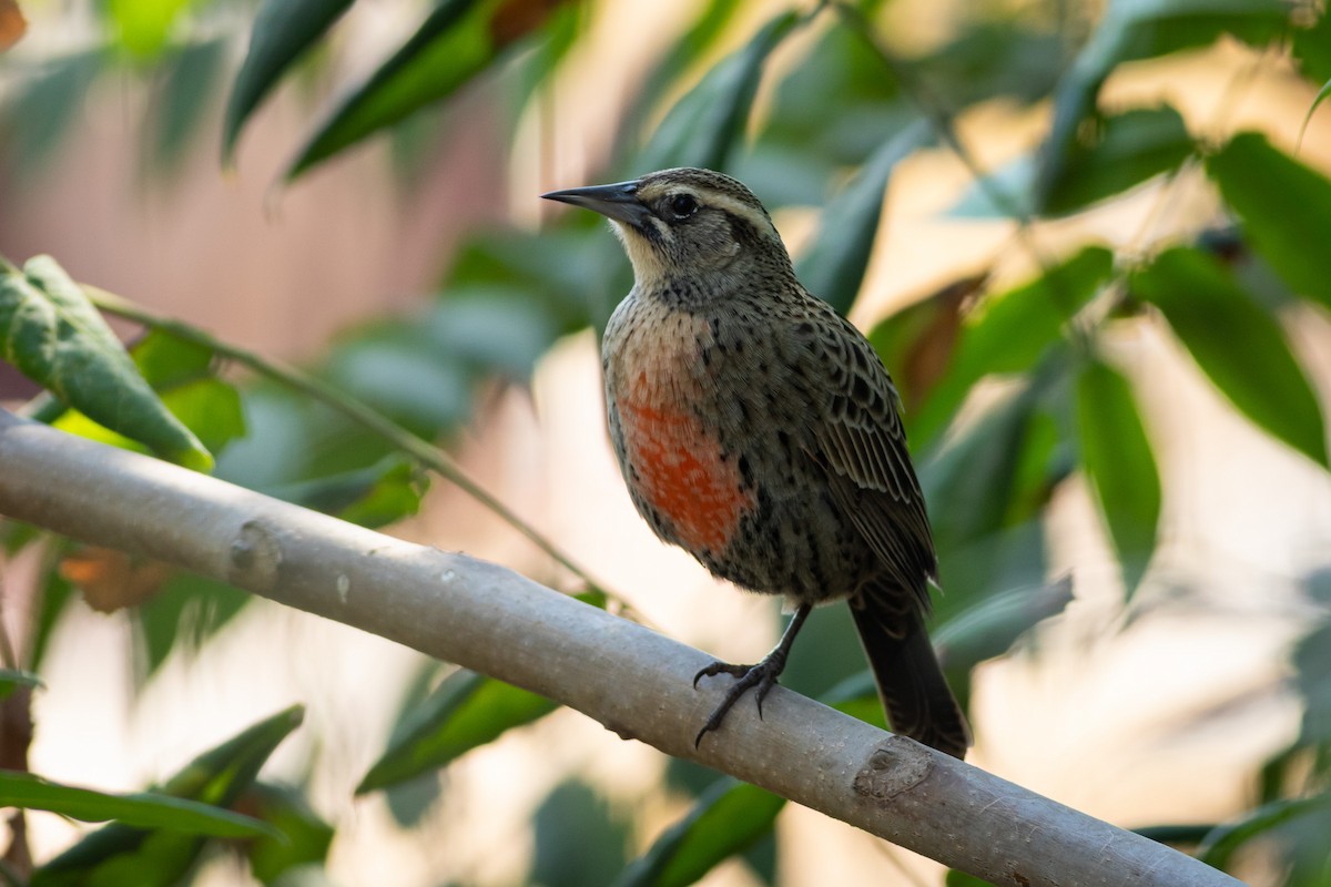 Long-tailed Meadowlark - Ariel Cabrera Foix