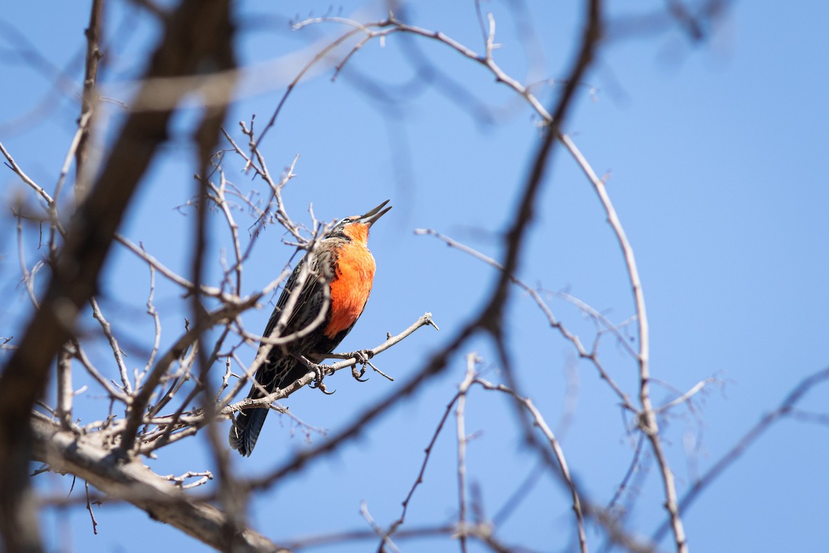 Long-tailed Meadowlark - Ariel Cabrera Foix