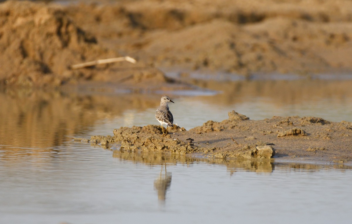 Little Stint - ML616766566