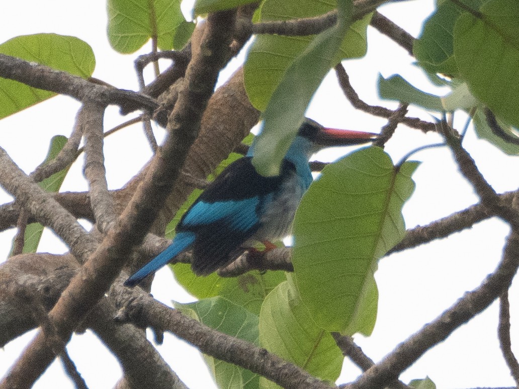 Blue-breasted Kingfisher - Gavin Ailes