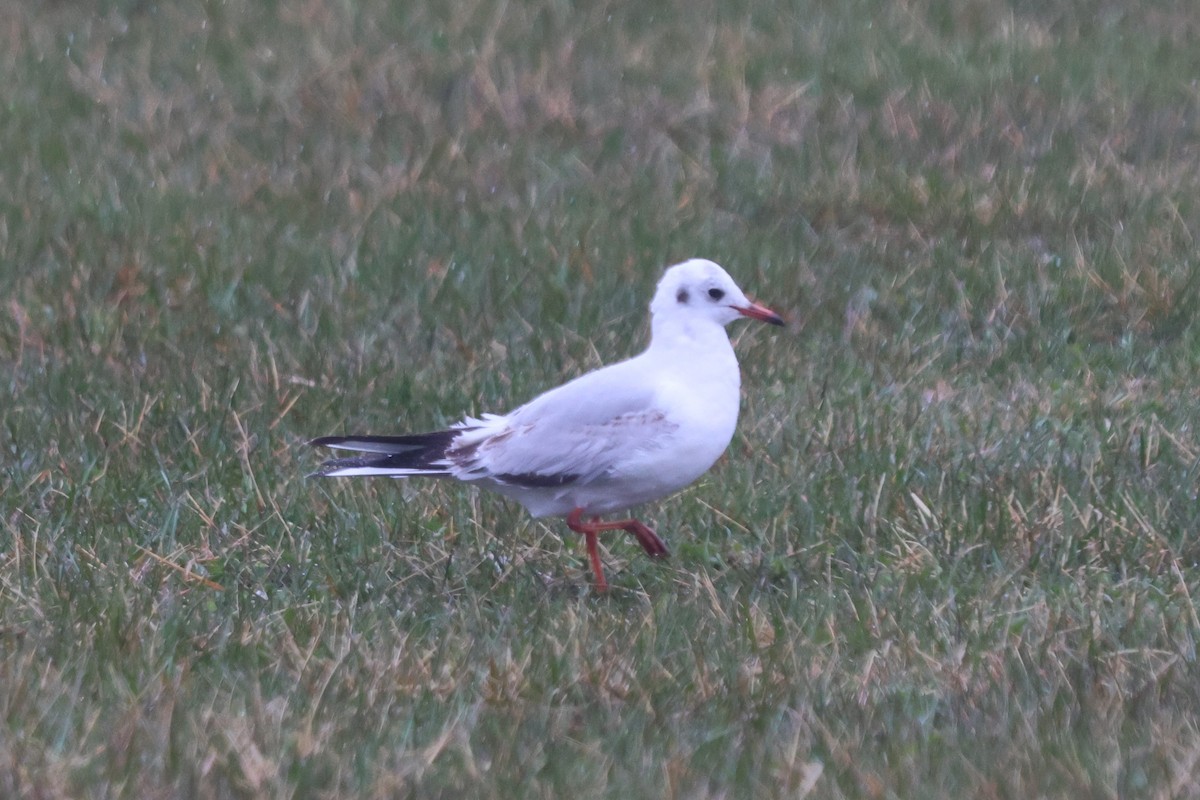 Black-headed Gull - ML616766643