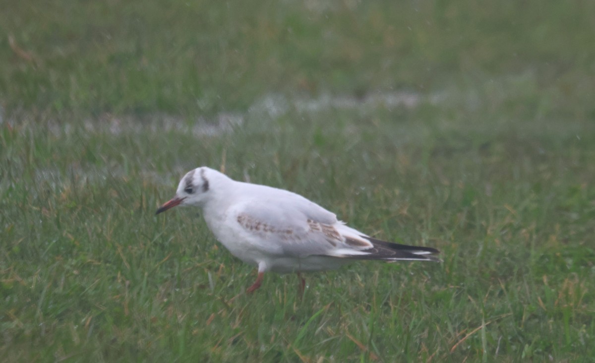 Black-headed Gull - Melissa Alexander