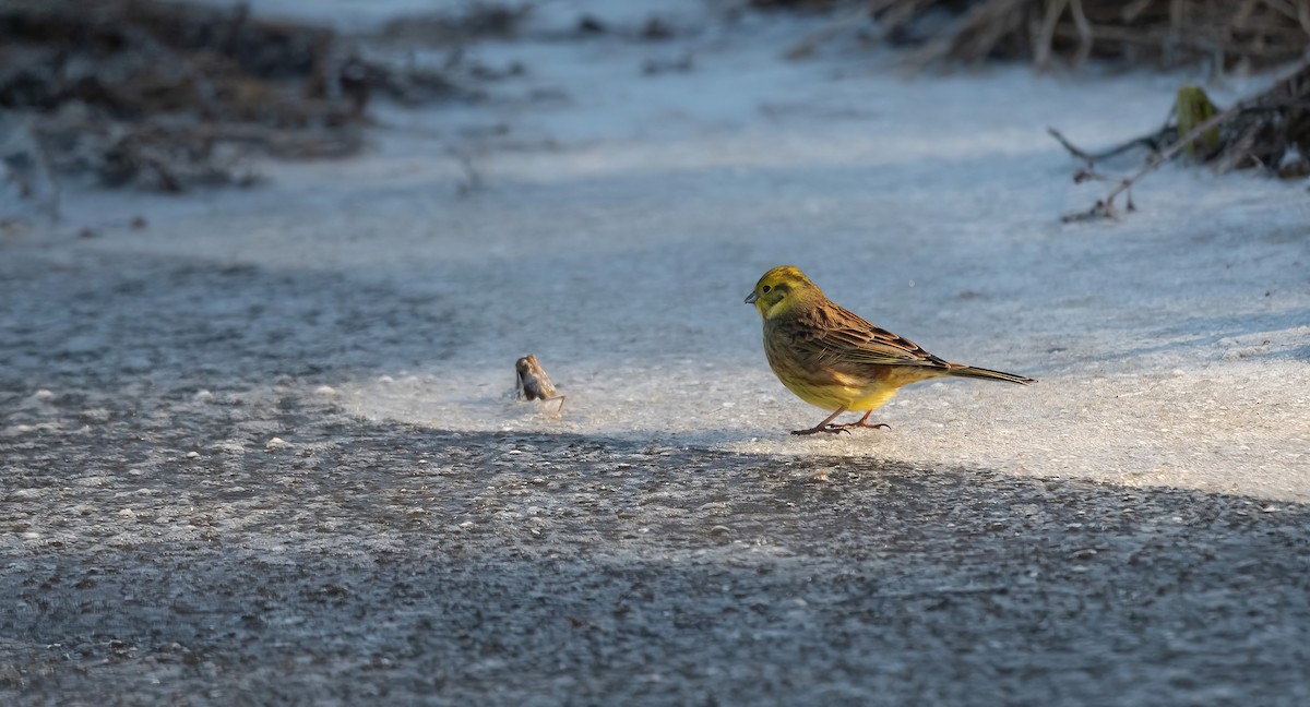 Yellowhammer - Eric Francois Roualet