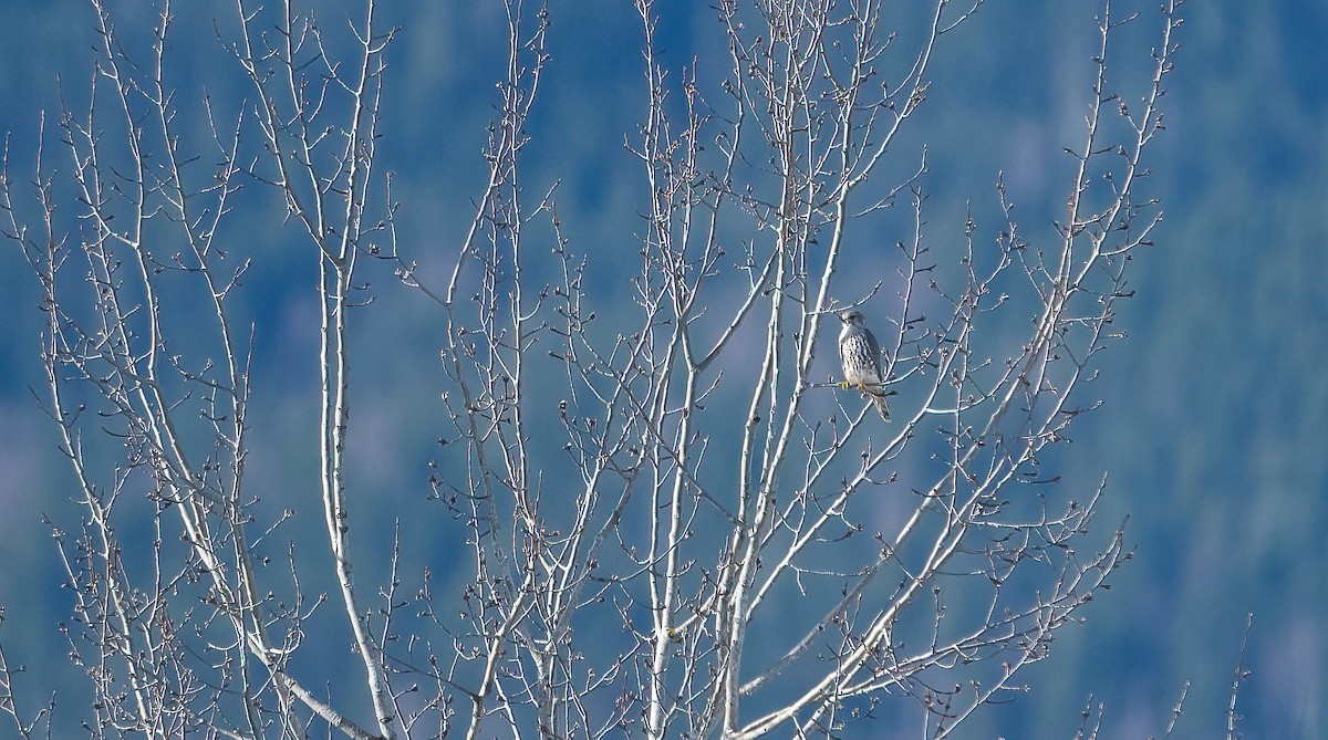 Merlin (Eurasian) - ML616766666