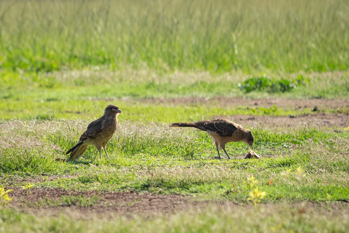 Caracara chimango - ML616766752