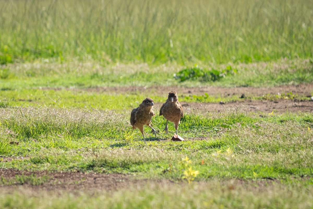 Chimango Caracara - Ariel Cabrera Foix