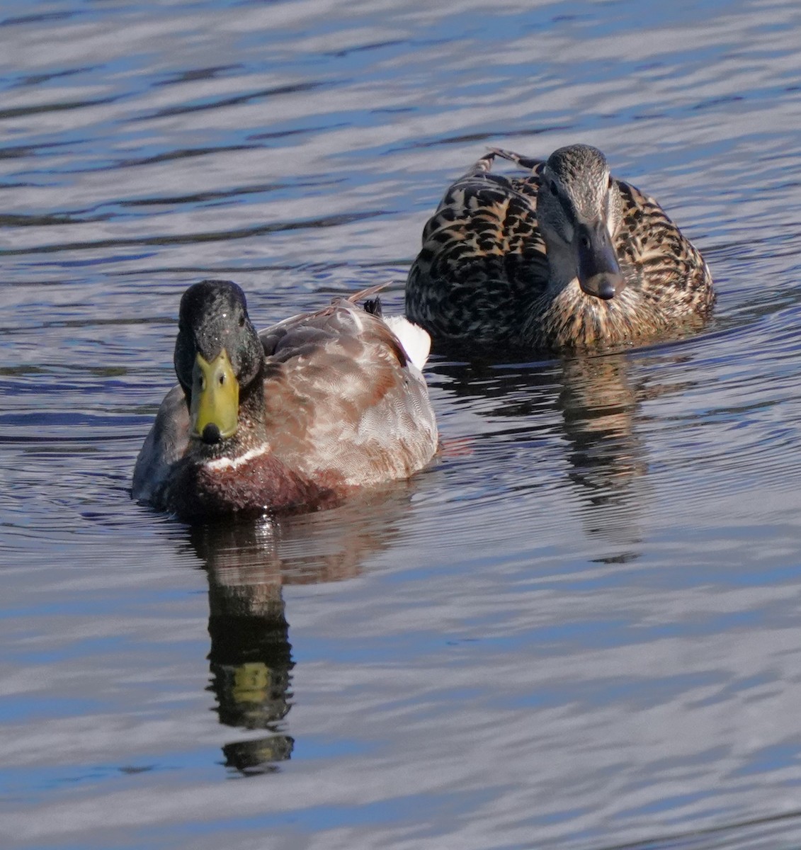 Mallard - Richard Block