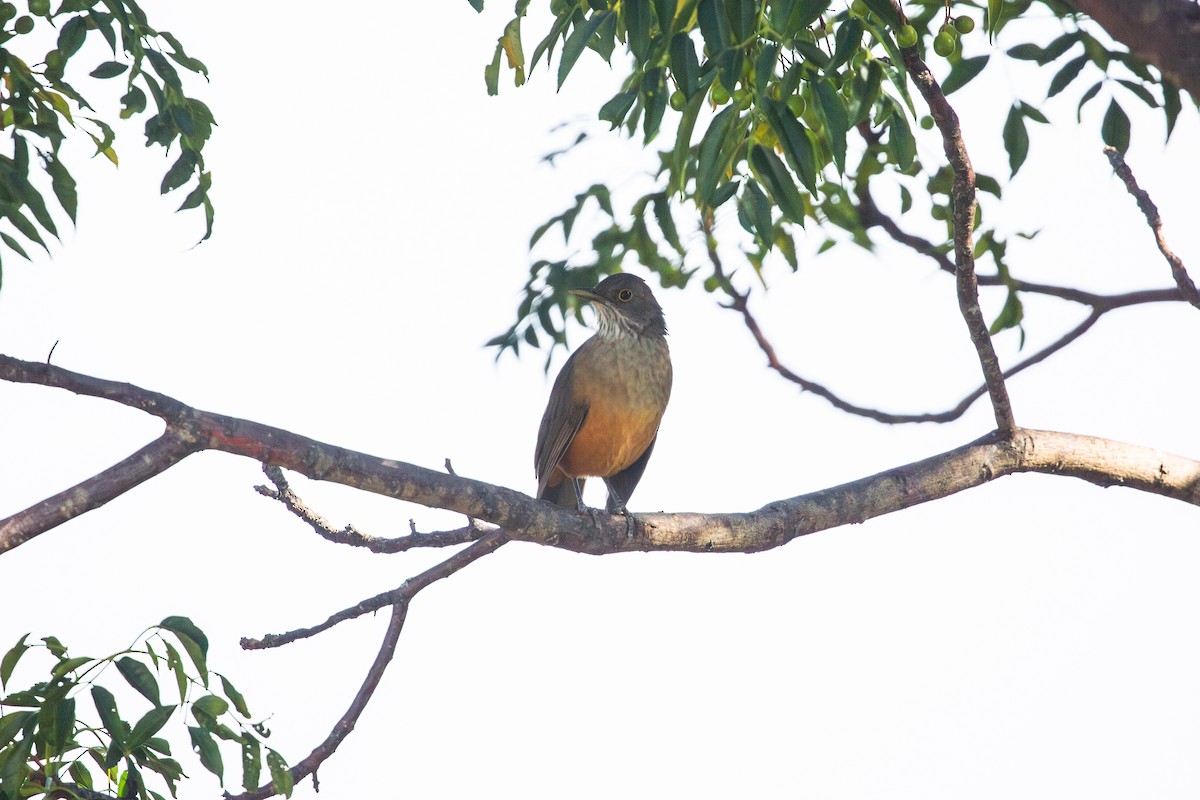 Rufous-bellied Thrush - ML616766848