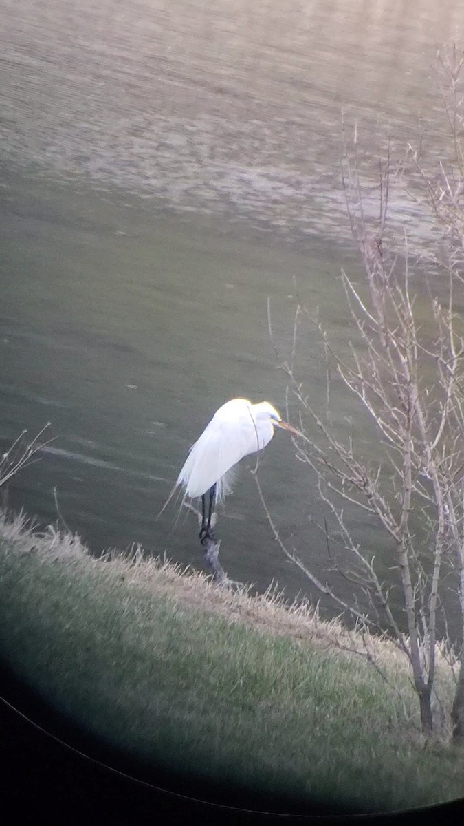 Great Egret - ML616766875