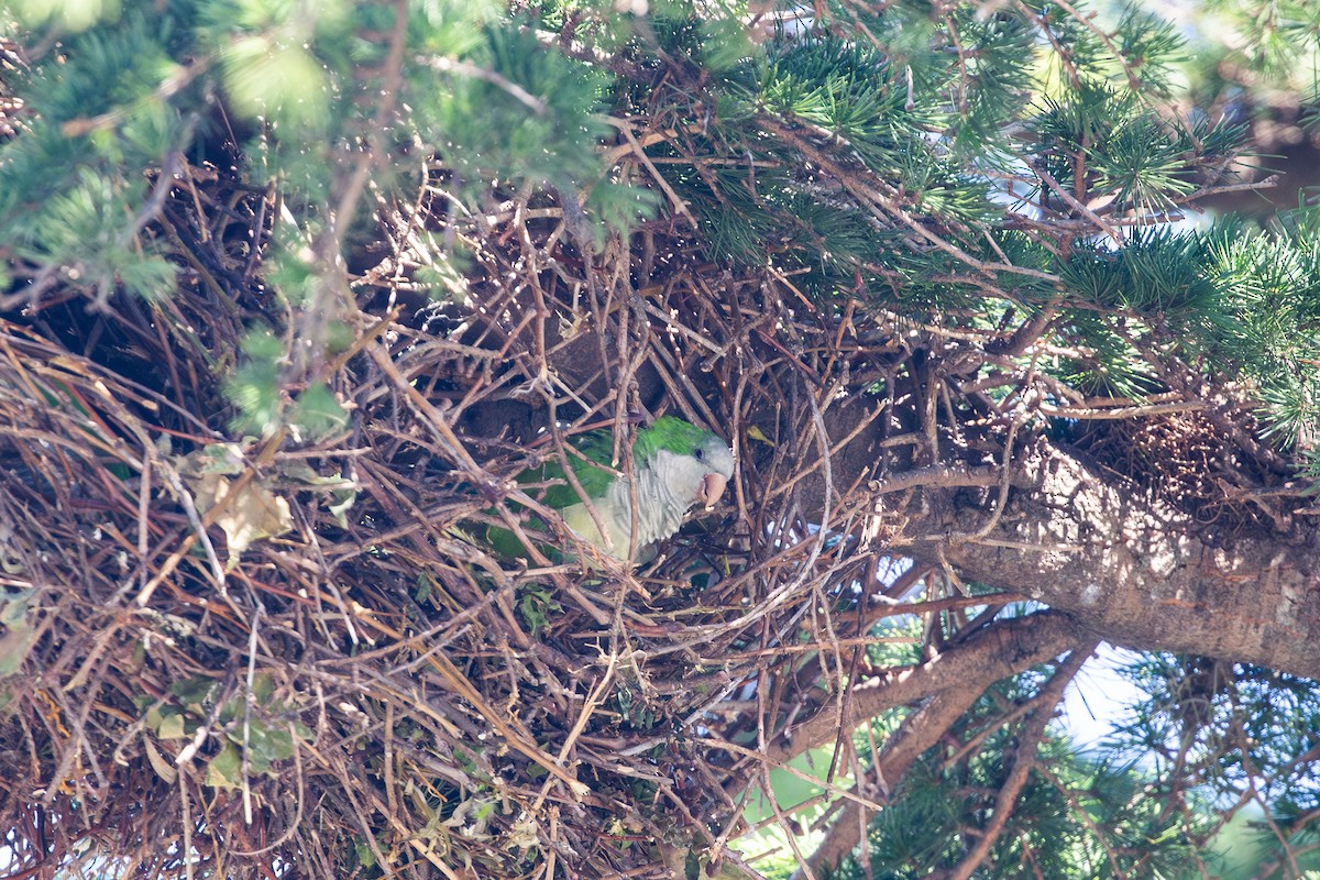 Monk Parakeet - ML616766880