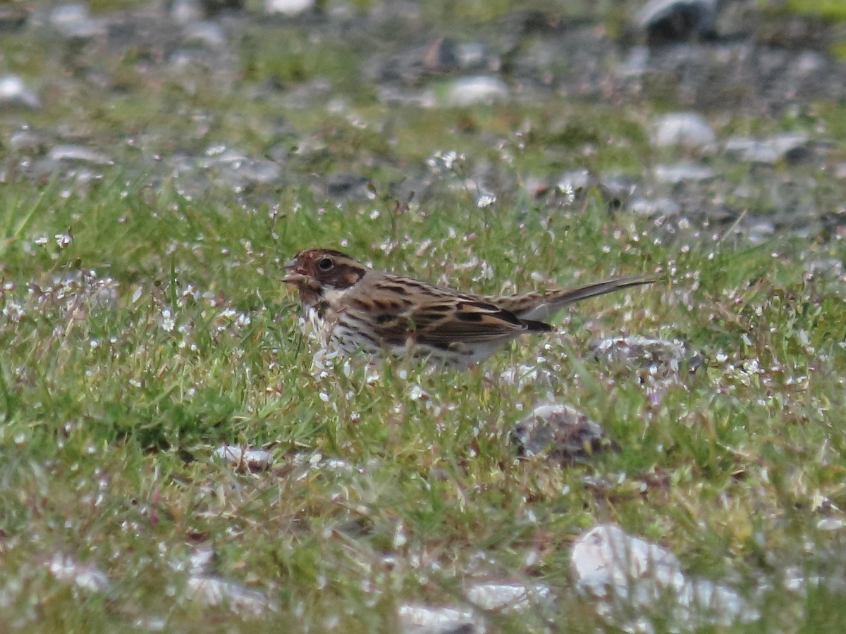 Little Bunting - ML616766922