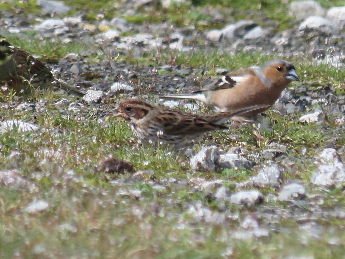 Little Bunting - ML616766926