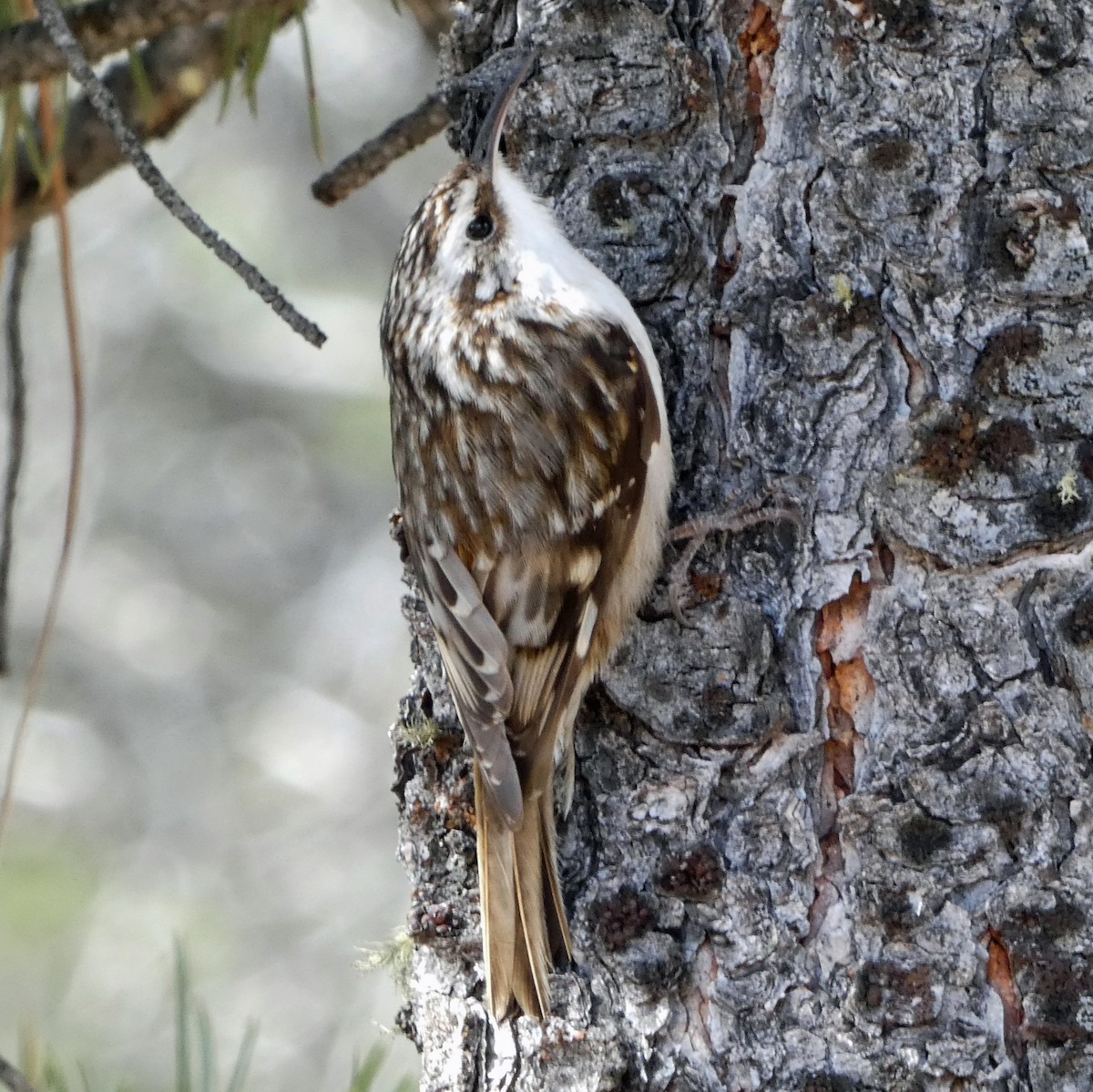 Brown Creeper - ML616766933