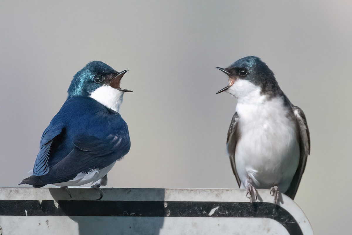 Tree Swallow - ML616766938