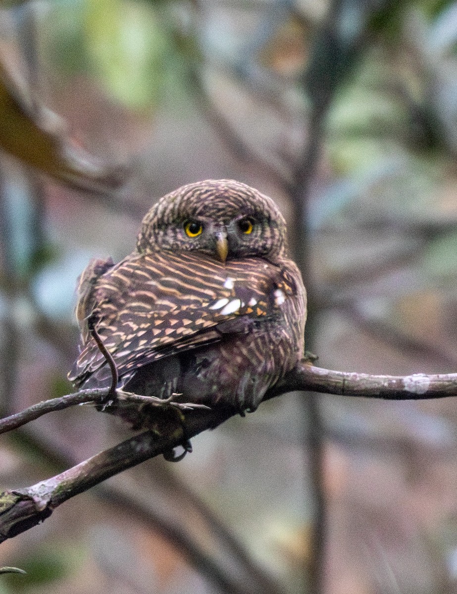 Asian Barred Owlet - ML616766946