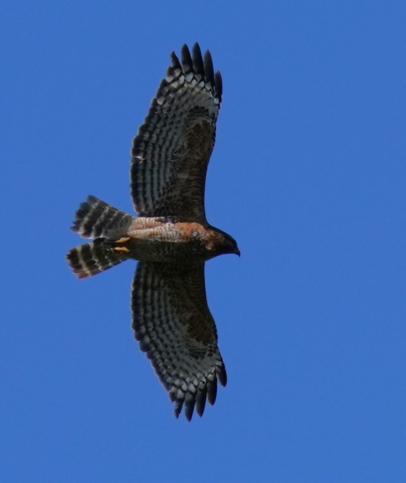 Red-shouldered Hawk - ML616766964