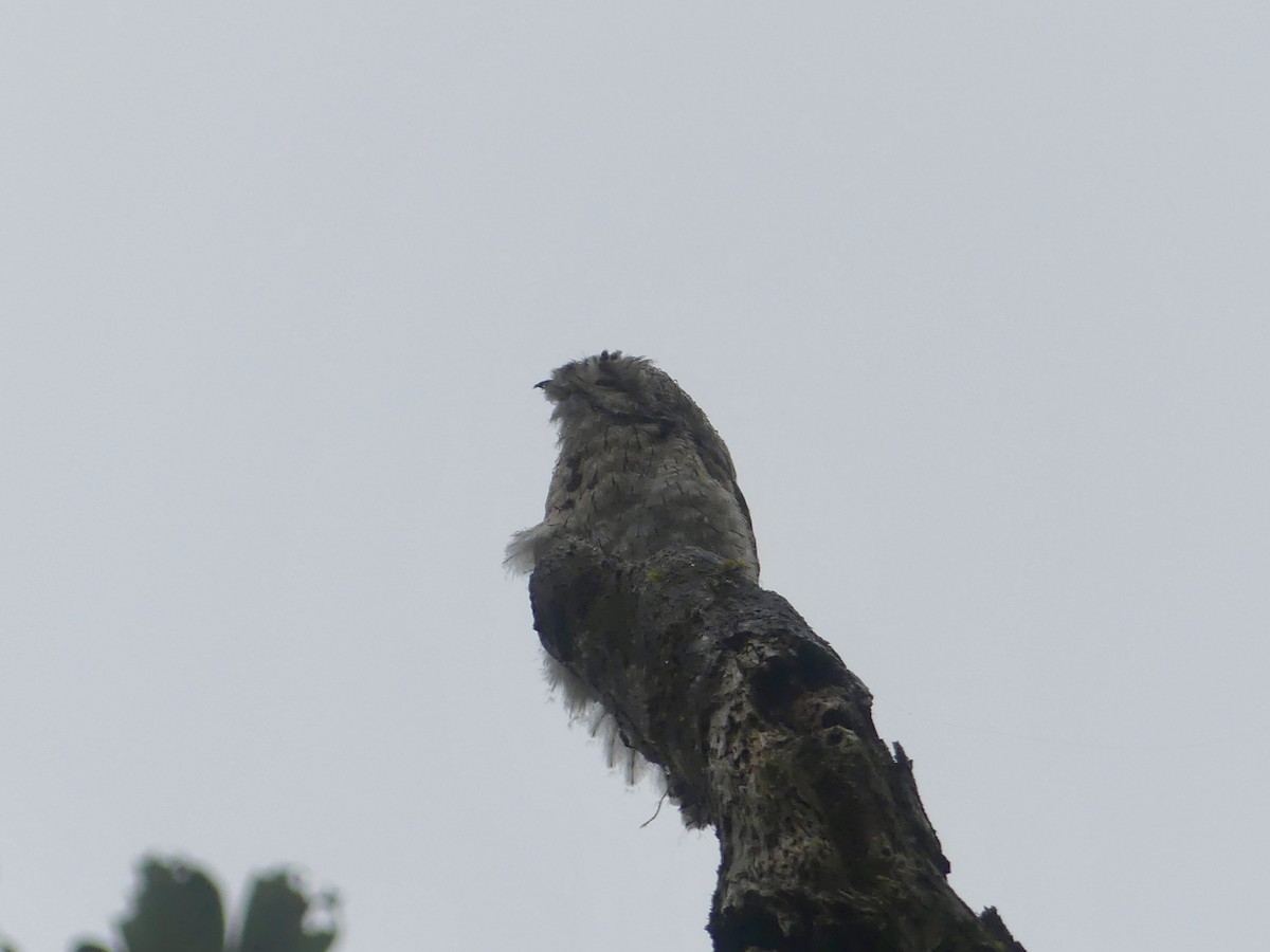 Common Potoo - ML616766978