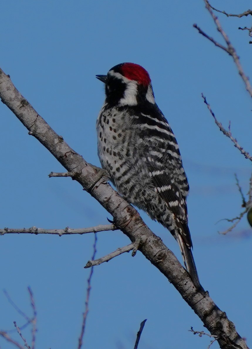 Nuttall's Woodpecker - ML616766979