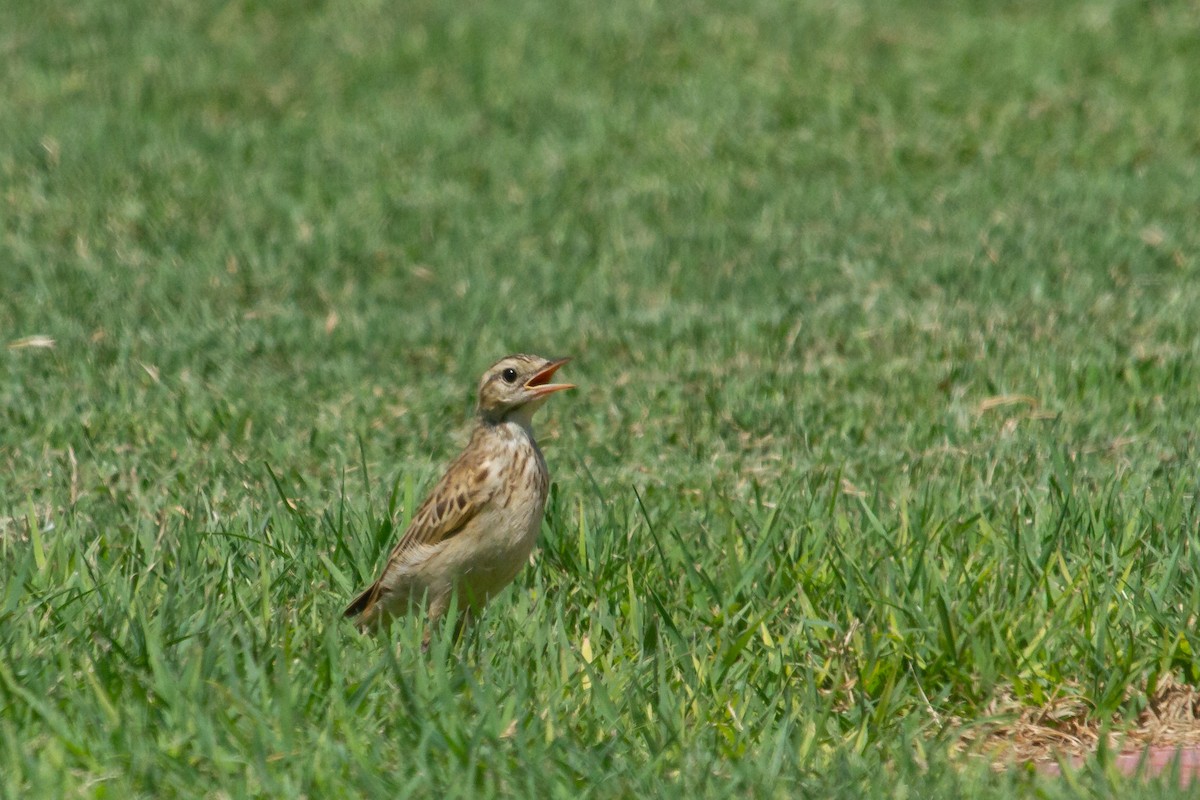 Australian Pipit - ML616766993