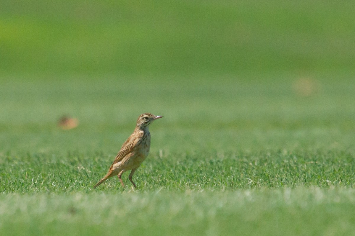 Australian Pipit - ML616766994