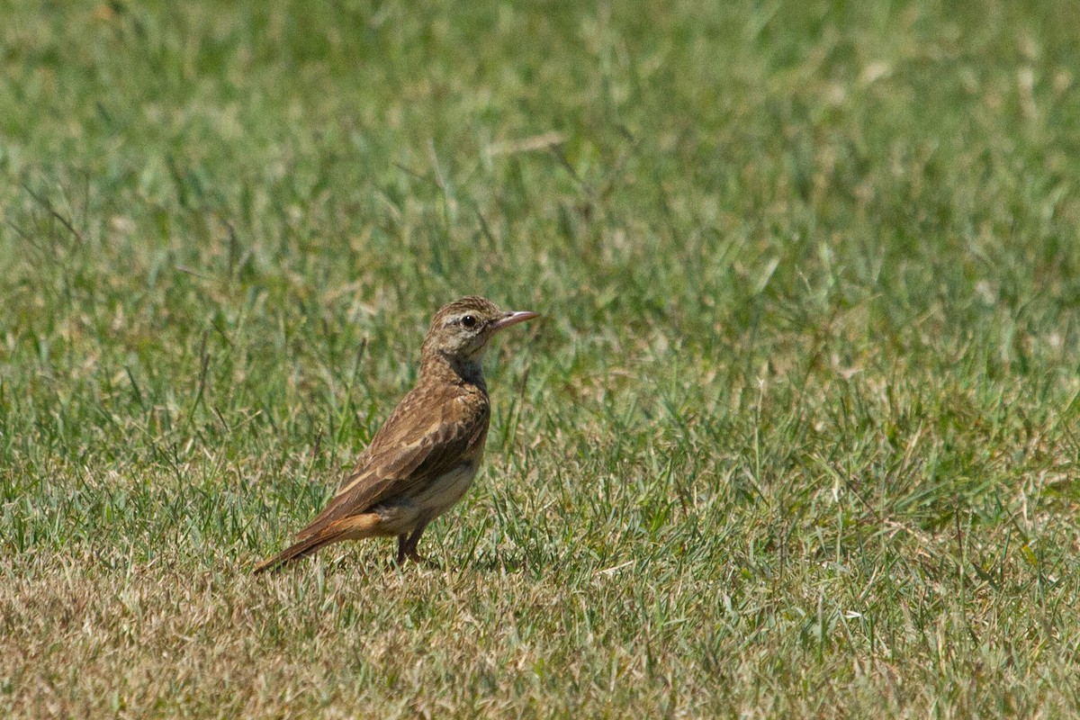 Australian Pipit - ML616766995