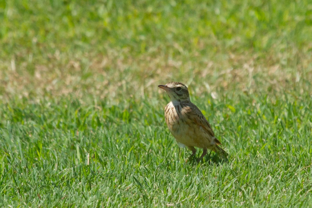 Australian Pipit - Nigel Jackett