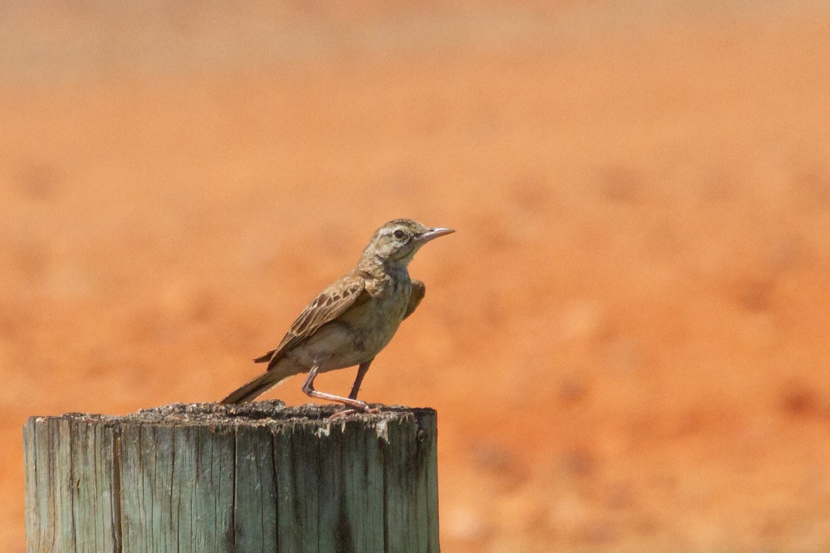 Australian Pipit - ML616766997
