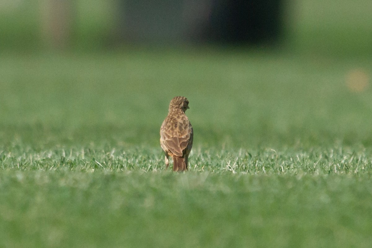 Australian Pipit - ML616766998