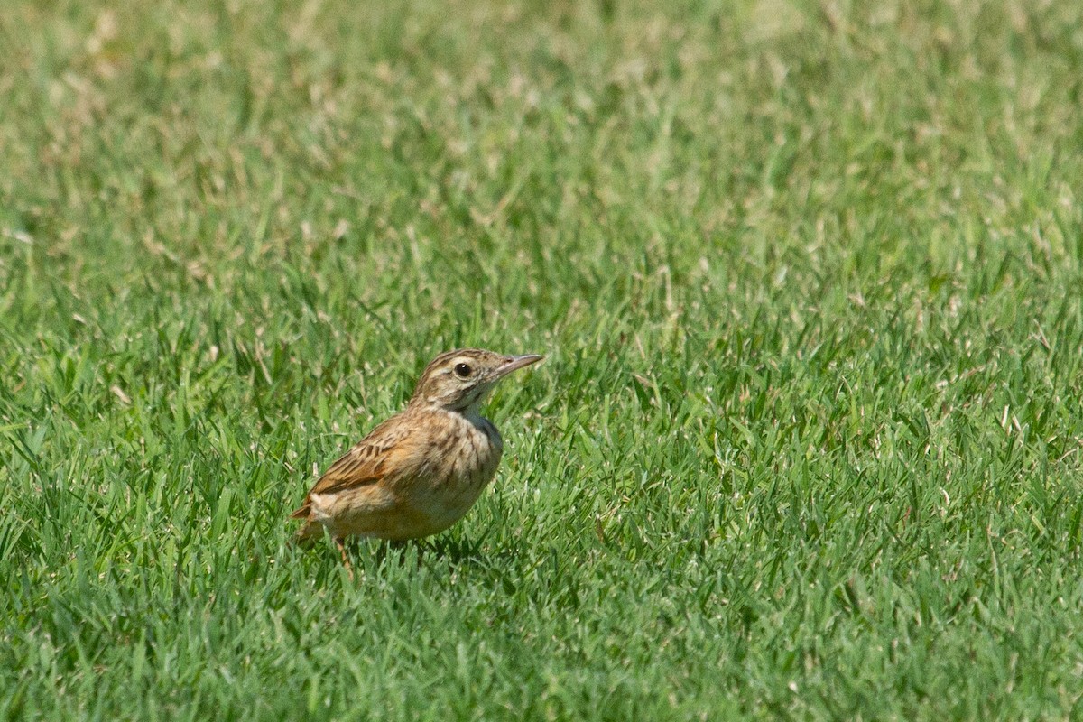 Australian Pipit - ML616766999