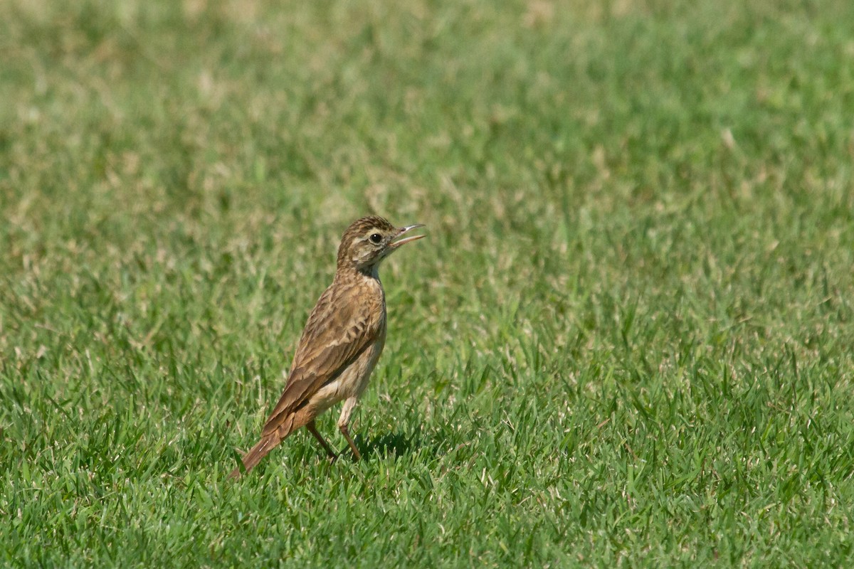 Australian Pipit - ML616767000