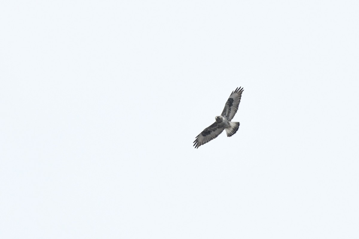 Rough-legged Hawk - ML616767022