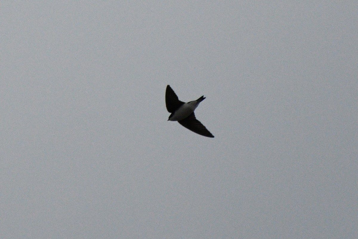 Tree Swallow - ML616767028