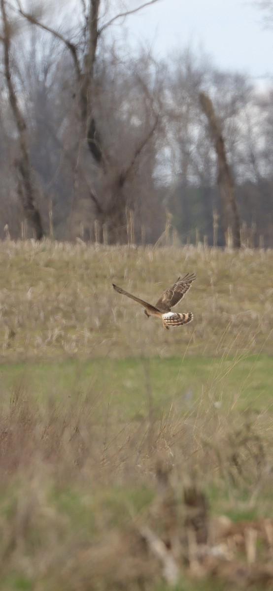 Northern Harrier - Annette Sheets