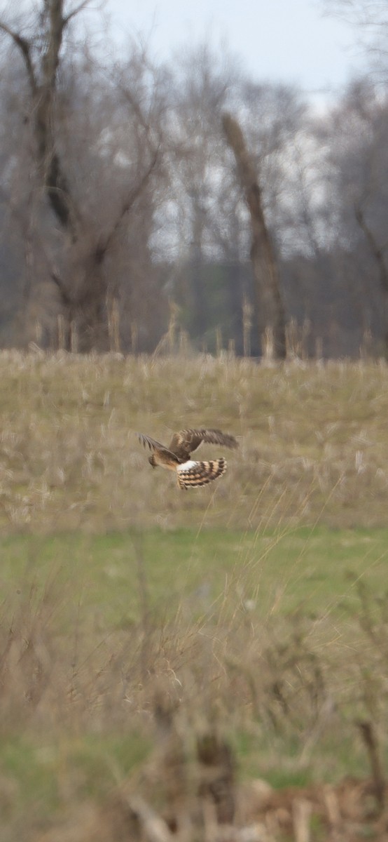 Northern Harrier - ML616767031